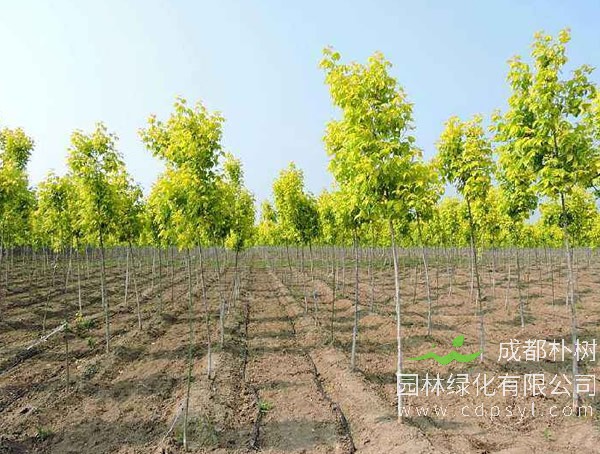 金叶复叶槭与金叶榆用途的区别有哪些？