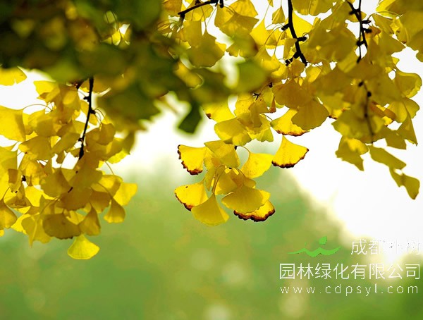 银杏树报价
