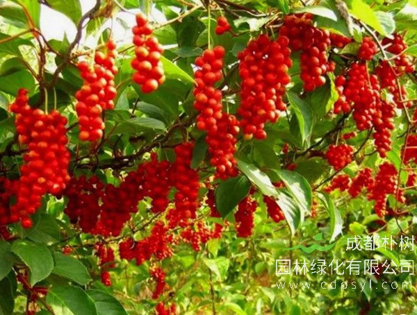 五味子树报价