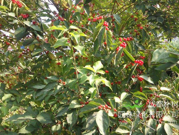 五味子树报价