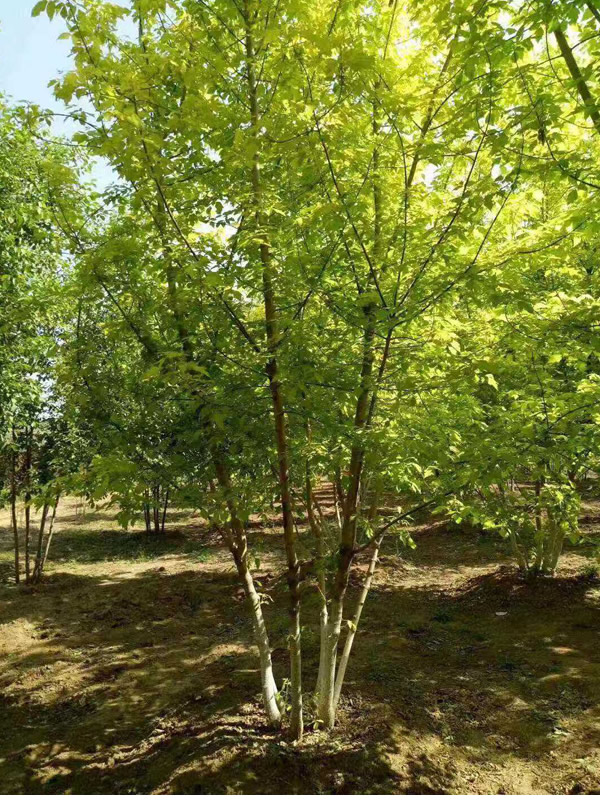 金叶复叶槭有哪些特征？