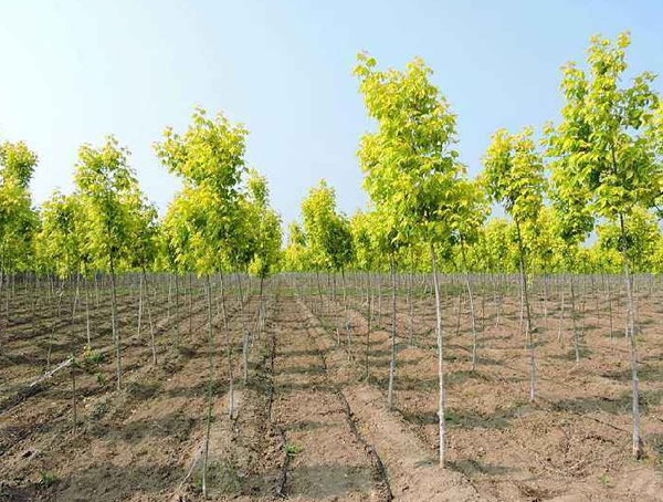 金叶复叶槭与金叶榆用途的区别有哪些？