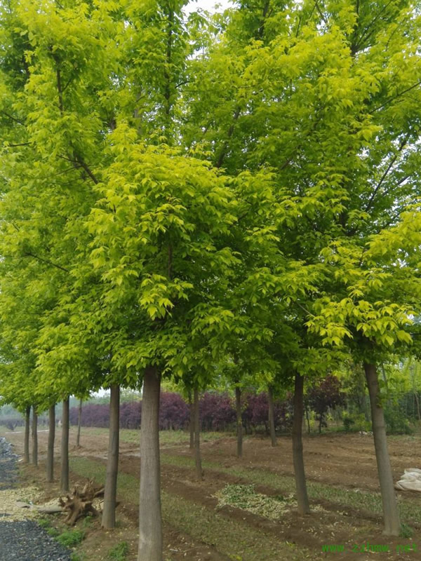 金叶复叶槭种植技术介绍
