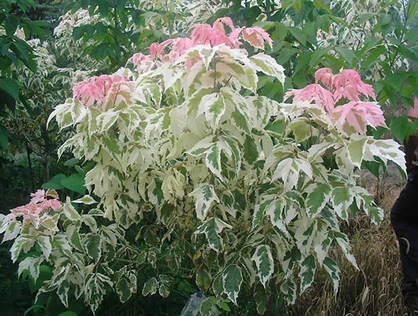 关于金叶复叶槭和粉叶复叶槭的详细介绍