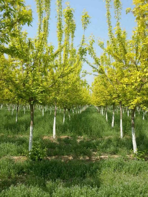 金叶复叶槭能长到几月份？