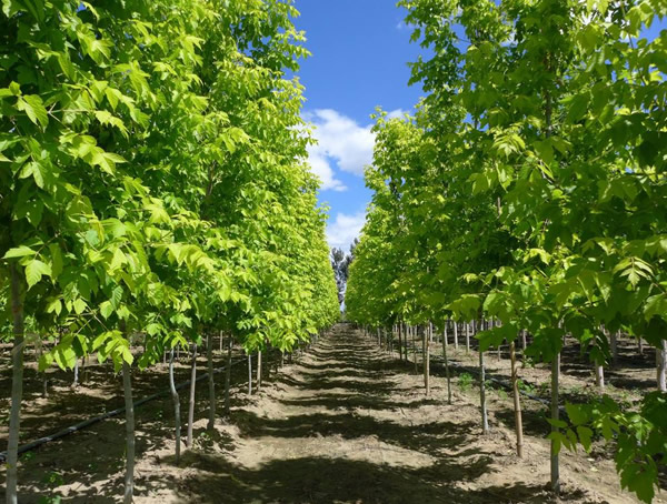 金叶复叶槭的种植前景怎么样？