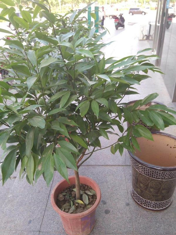 香叶树的图片-形态特征-生长习性-分布情况以及主要价值