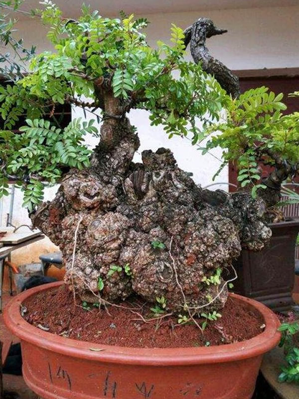 香叶树的形态特征有哪些？