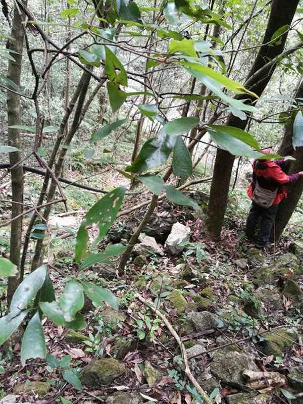 香叶树是不是保护的植物？
