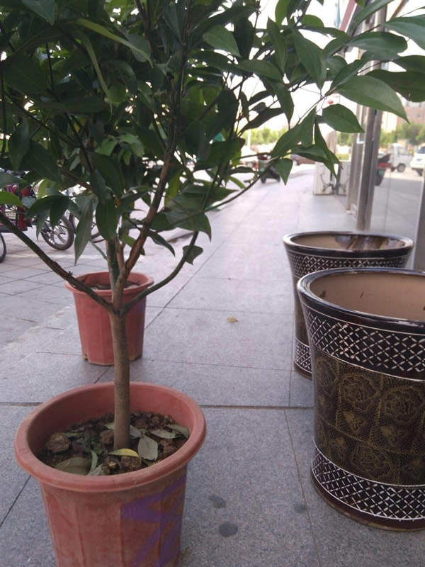 香叶树多少年才开花？