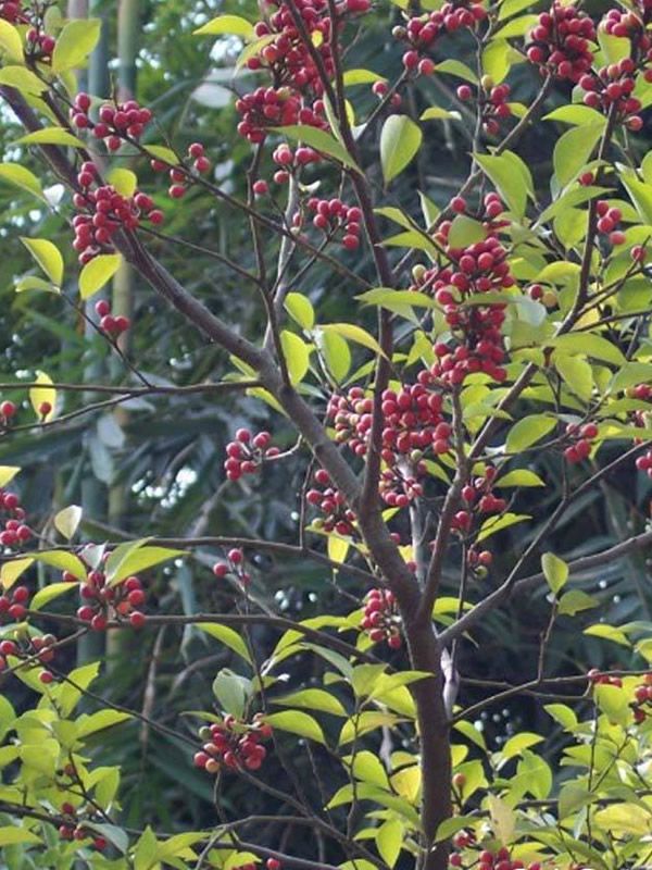 香叶树的主要价值有哪些？