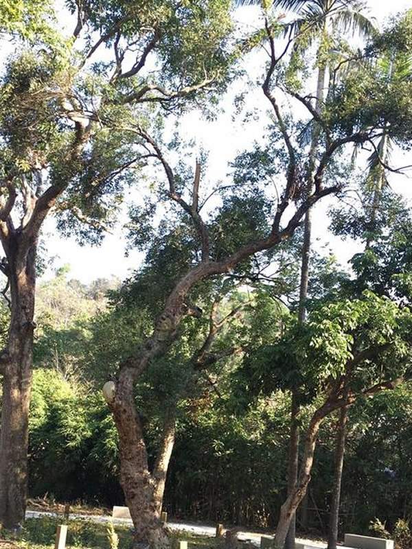 香叶树在北方能种吗？