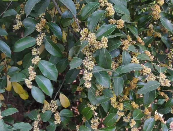 香叶树会开花吗？