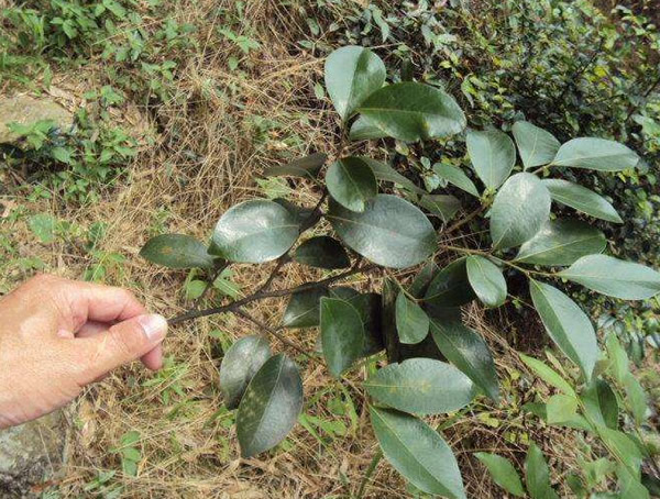 香叶树苗耐寒吗？