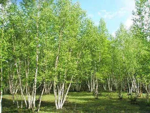 丛生黄连木报价