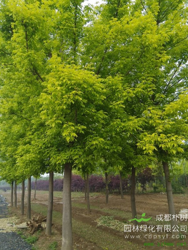 金叶复叶槭种植技术介绍