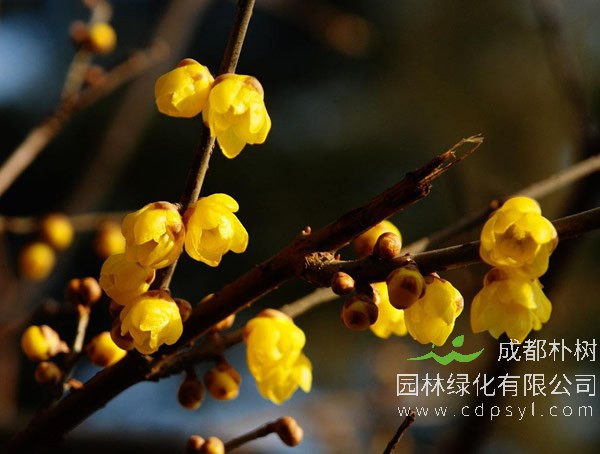 腊梅树报价