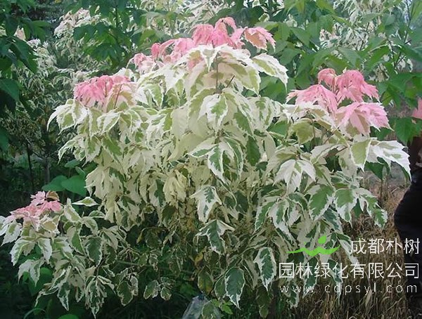 关于金叶复叶槭和粉叶复叶槭的详细介绍