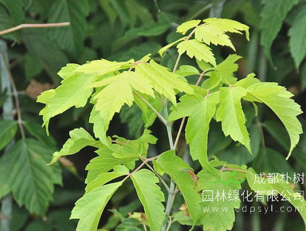 关于金叶复叶槭和粉叶复叶槭的详细介绍