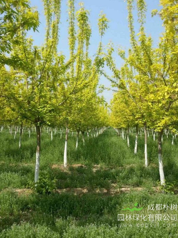 金叶复叶槭能长到几月份？