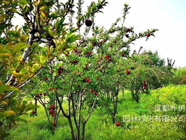 李子树报价