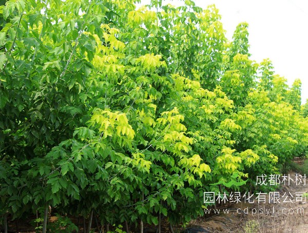 金叶复叶槭有哪些修剪方法？