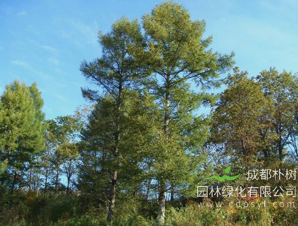 落叶松的图片-形态特征-产地生境-生长习性以及主要价值
