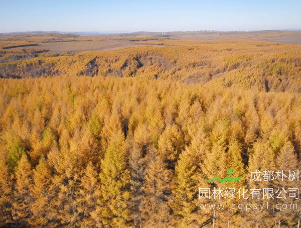 落叶松的密度是多少？