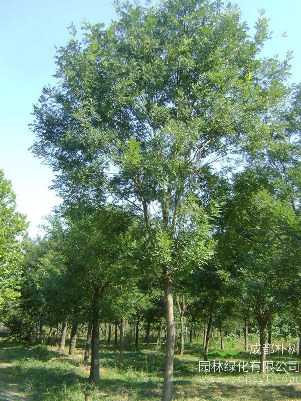 千头椿的图片-形态特征-生长环境-分布范围以及主要价值