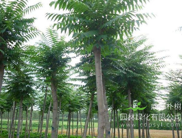 千头椿的图片-形态特征-生长环境-分布范围以及主要价值