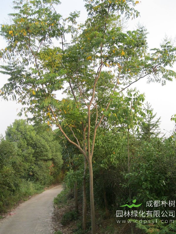 千头椿的图片-形态特征-生长环境-分布范围以及主要价值