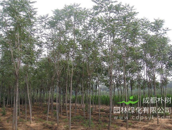 千头椿如何种植？千头椿种植技术详解