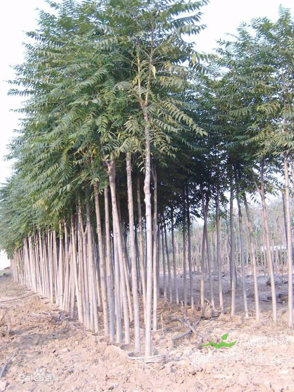 种植千头椿的注意事项有哪些？