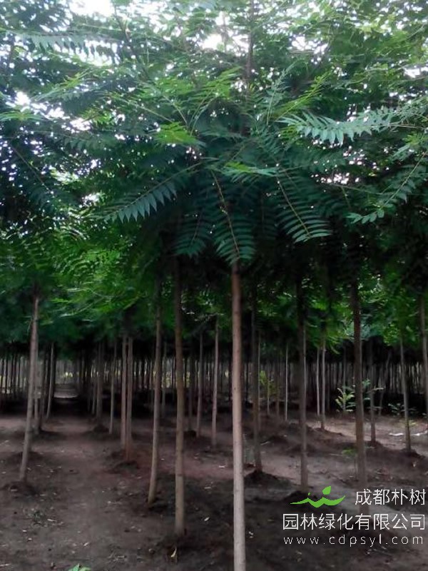 千头椿的树叶能吃吗？