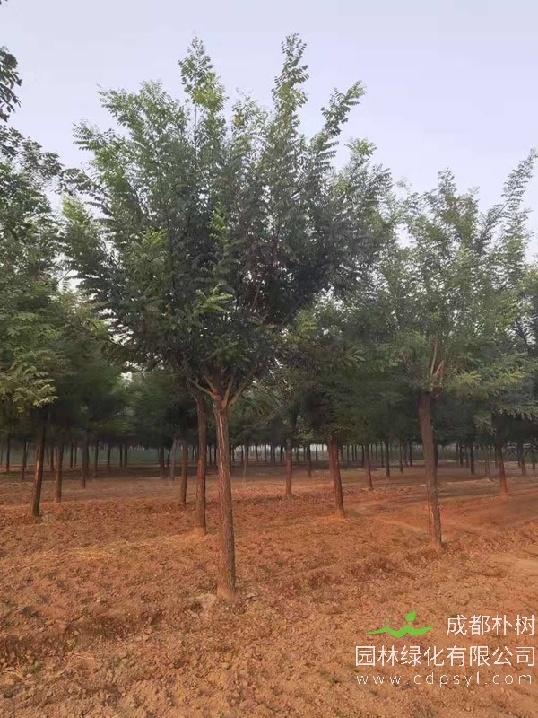 千头椿的修剪整形方法有哪些？