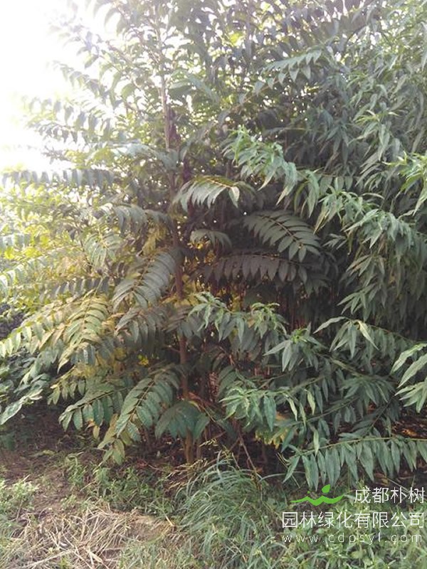 千头椿的生长习性有哪些？