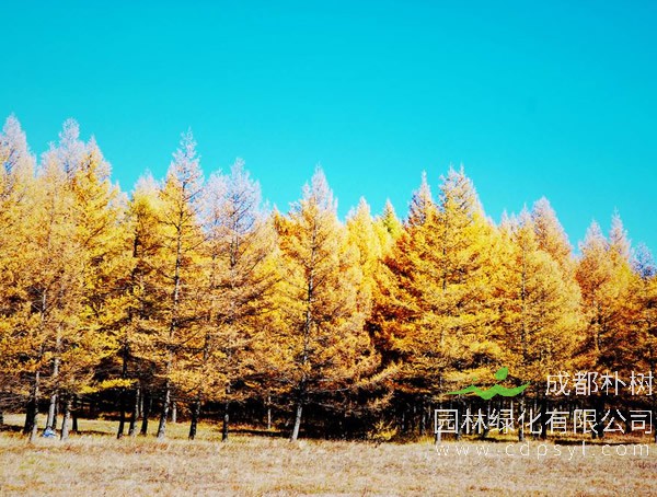 落叶松的图片-形态特征-产地生境-生长习性以及主要价值