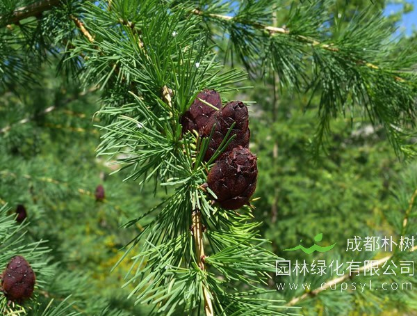 落叶松的图片-形态特征-产地生境-生长习性以及主要价值