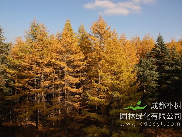 落叶松的图片-形态特征-产地生境-生长习性以及主要价值
