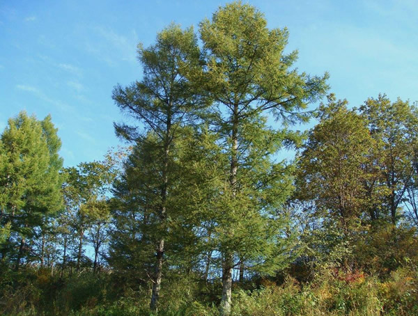 落叶松的图片-形态特征-产地生境-生长习性以及主要价值