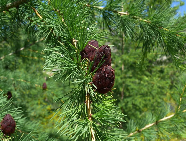 落叶松有什么特点？