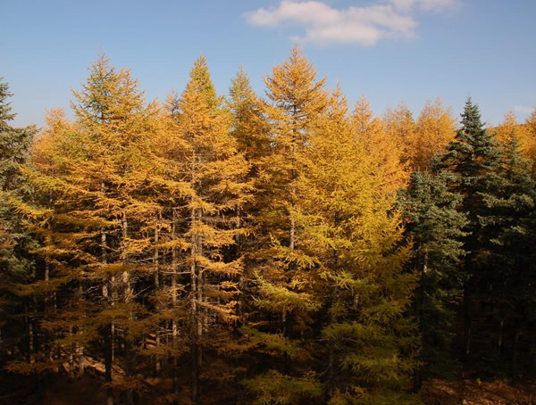 樟子松和落叶松有什么区别？