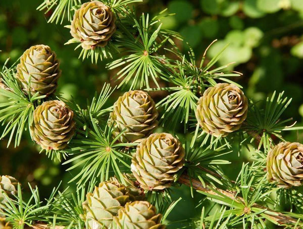 落叶松的寿命是多少年？