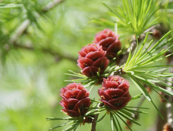 未来10年落叶松还值钱吗？落叶松种植前景怎么样？