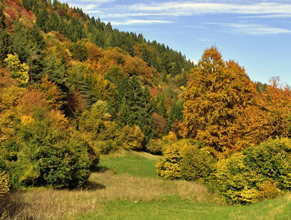 落叶松为什么不怕火烧？