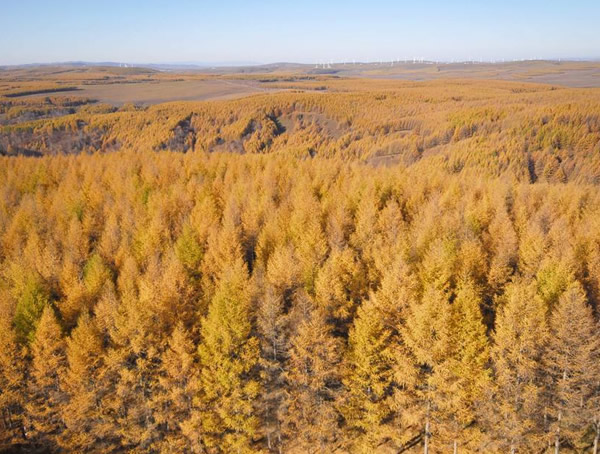 落叶松的密度是多少？