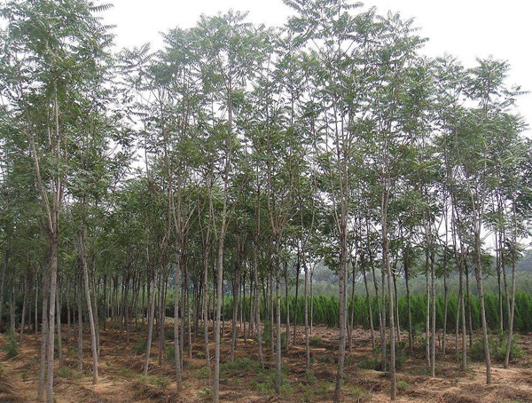 千头椿如何种植？千头椿种植技术详解