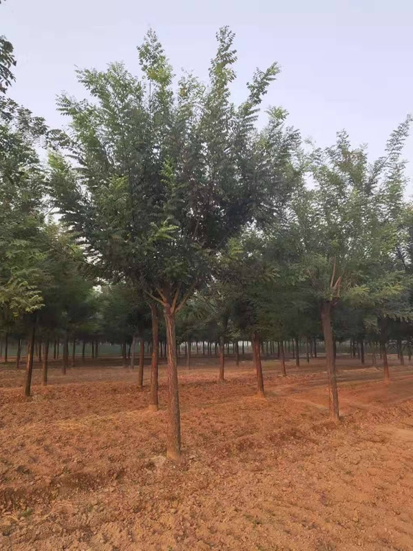 千头椿的修剪整形方法有哪些？