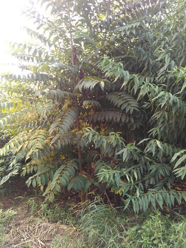 千头椿的生长习性有哪些？