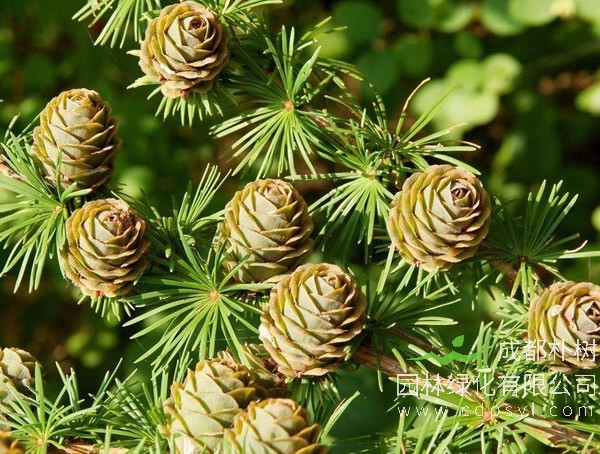 落叶松的寿命是多少年？